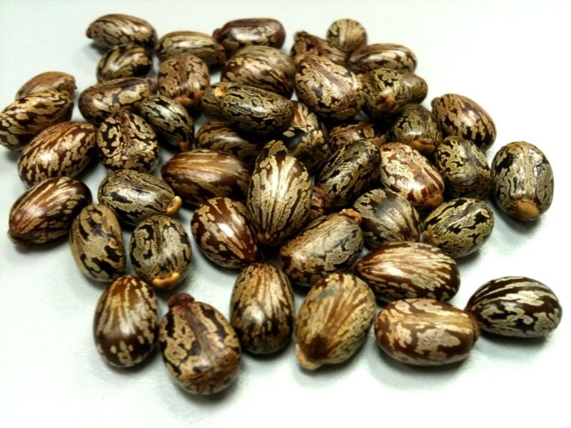 CASTOR DERIVATIVES