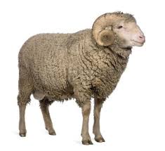 Merino Wool Supplier